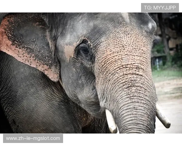 《江南奇异动物园探险记：揭开神秘生物背后的惊天秘密》