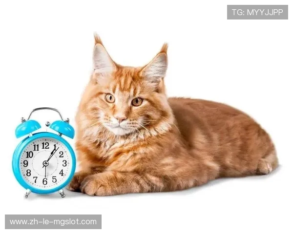 猫咪玩游戏时间管理技巧助力健康生活与科学陪伴